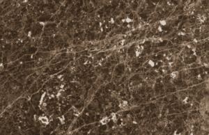 Marrom Imperador Bola Branca